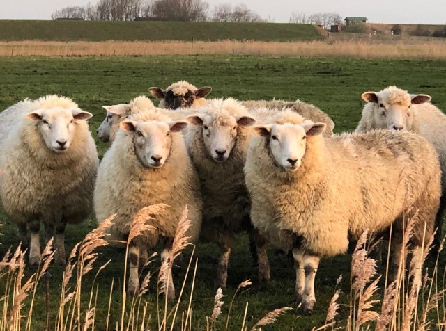 Schafe auf den Wiesen Eiderstedts